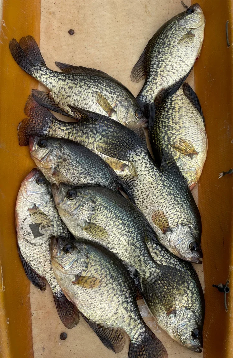 Angler holding crappie on thick ice Ely MN BWCA from Arrowhead Outdoors April 6 2022 fishing report over 3 ft ice despite snow shallow bays weedbeds small jigs minnows snowy Northwoods late winter scene
