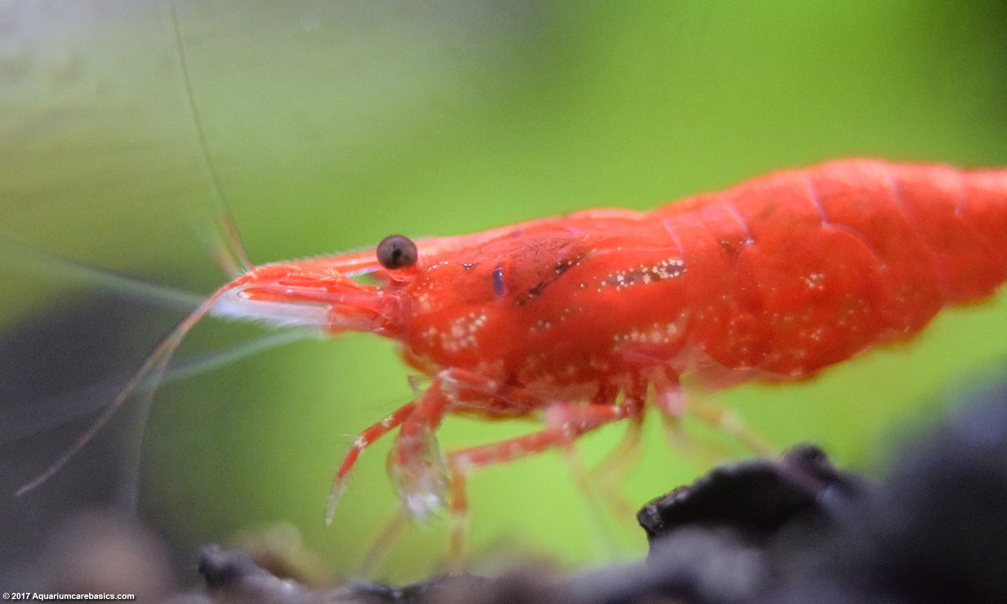 Red Cherry Shrimp-Several available. Sold in lots of 10.