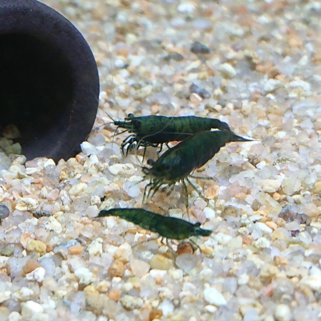 Green Jade Shrimp-A few available. Sold in lots of 5.
