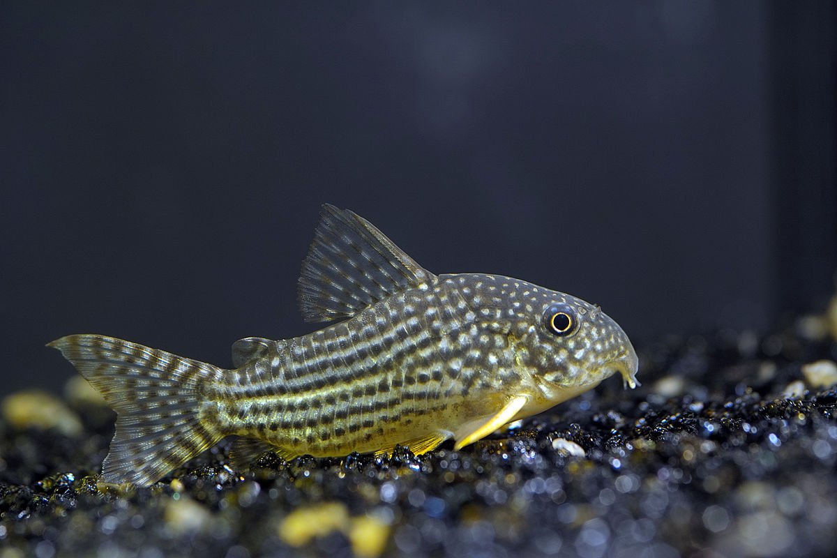 Sterbai Cory-A few available. Some in grow out stage. About 20 eggs waiting to hatch.