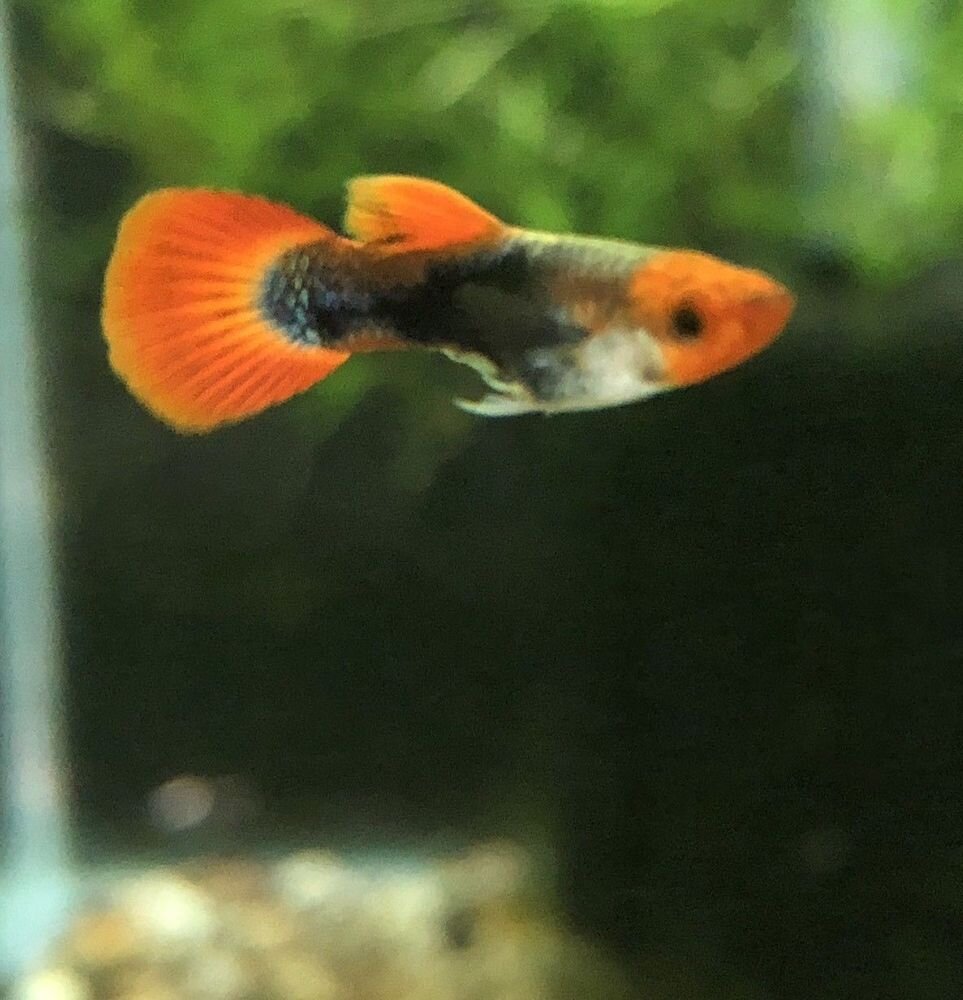 Red Tuxedo Guppy-Several Pairs available.
