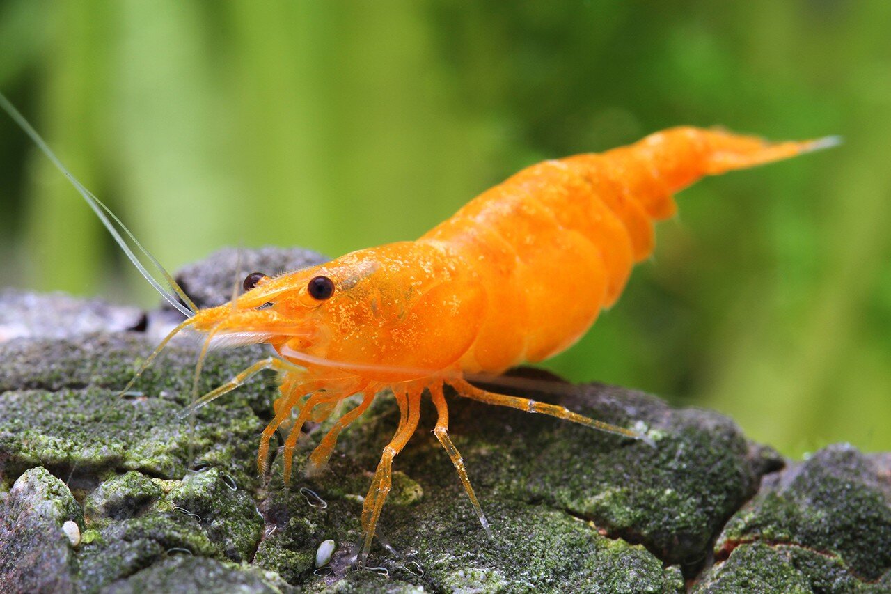 Orange Shrimp-A few available. Sold in lots of 5.