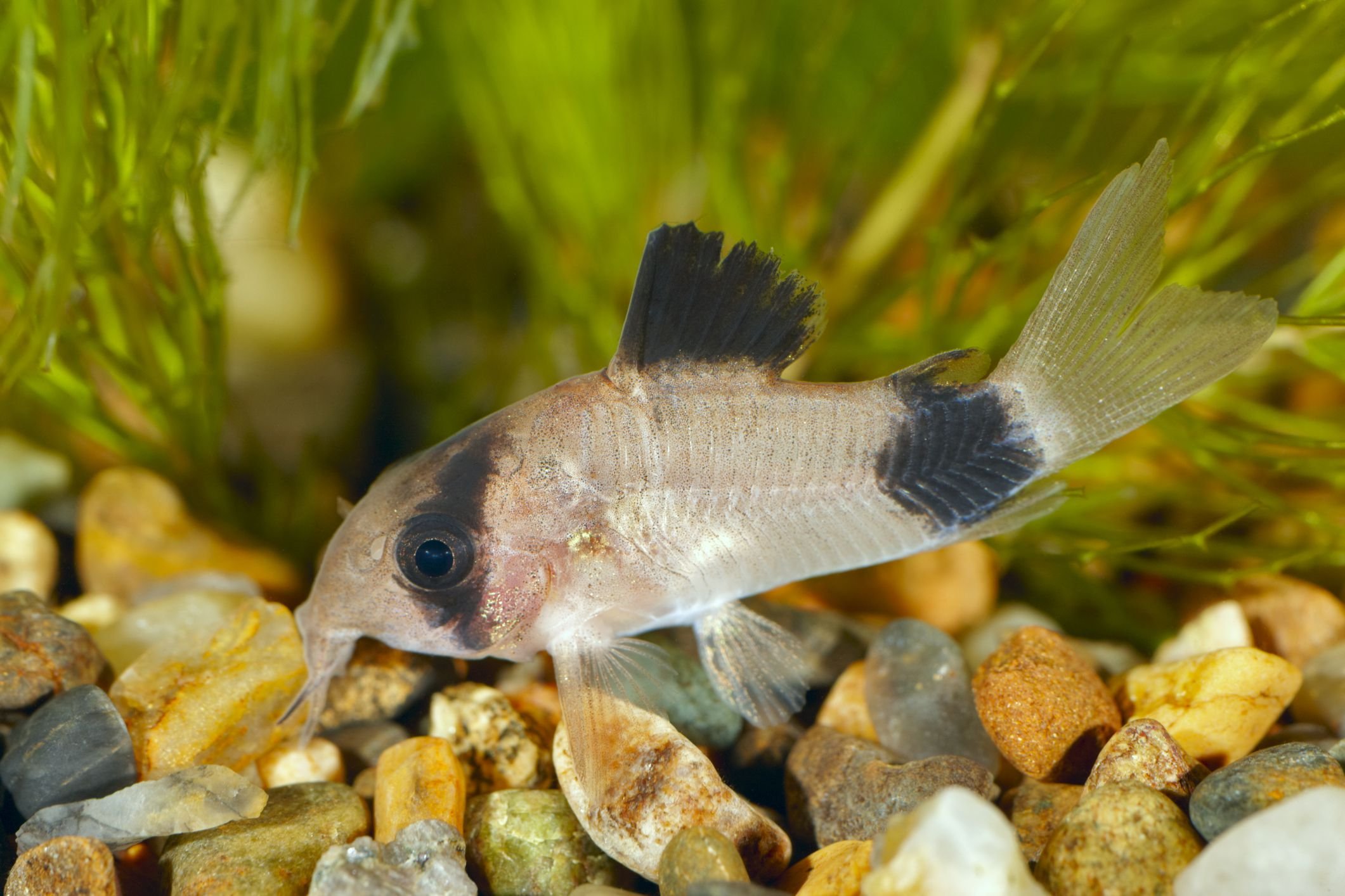 Panda Cory-Some available. About 12 in grow out stage.