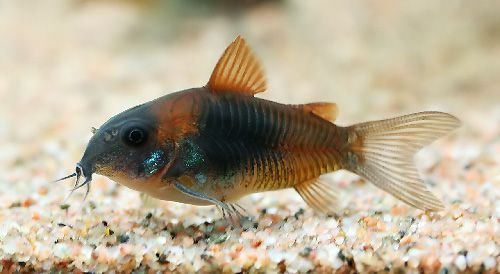 Venezuelan Cory-A few available. Some in grow out stage. Many newly hatched.