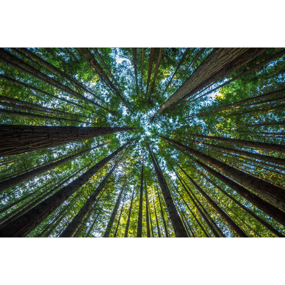 3 Ways to Center Indigenous Ways of Being in Birth Work