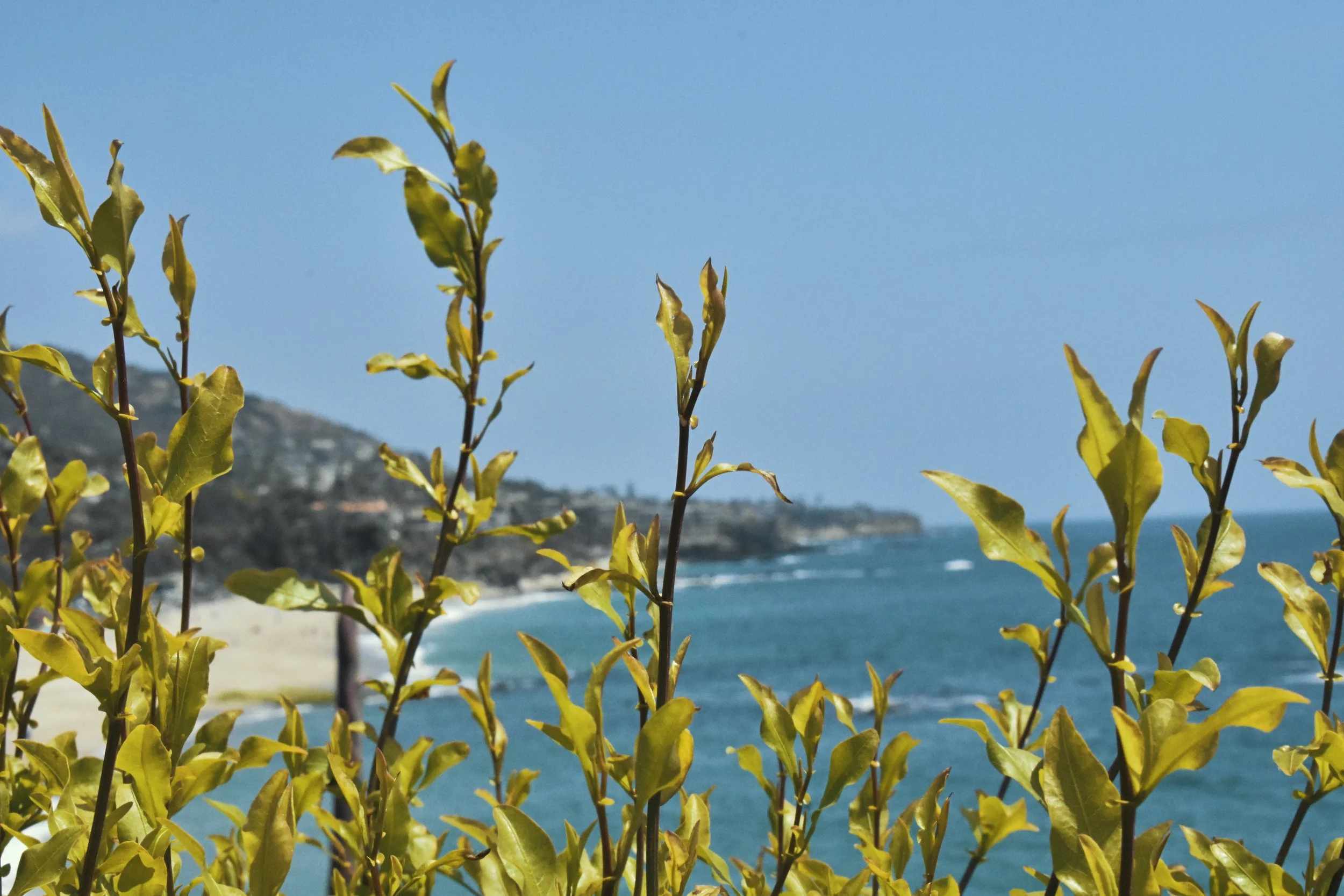 California ocean.jpg