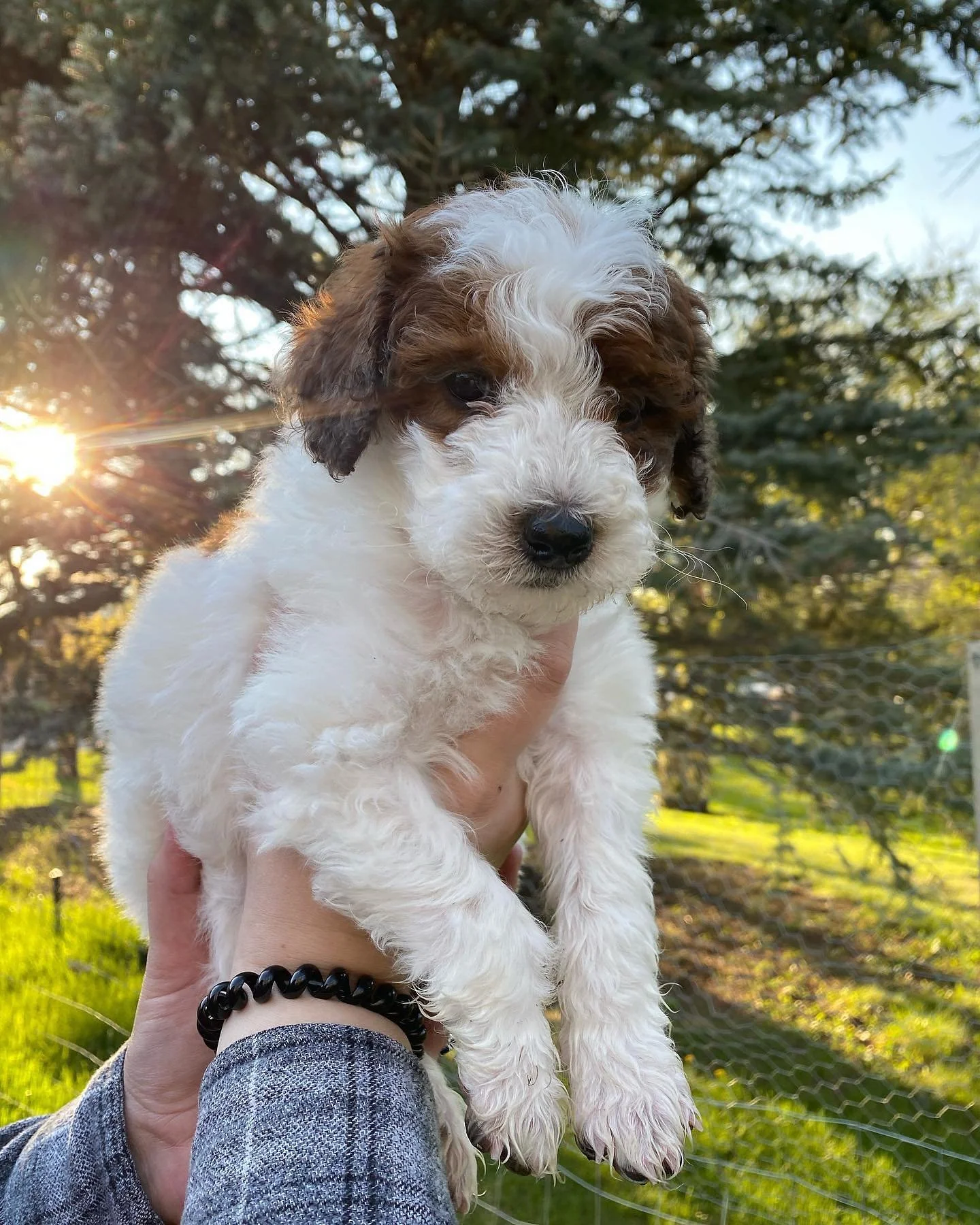 goldendoodle puppy in Raymond
