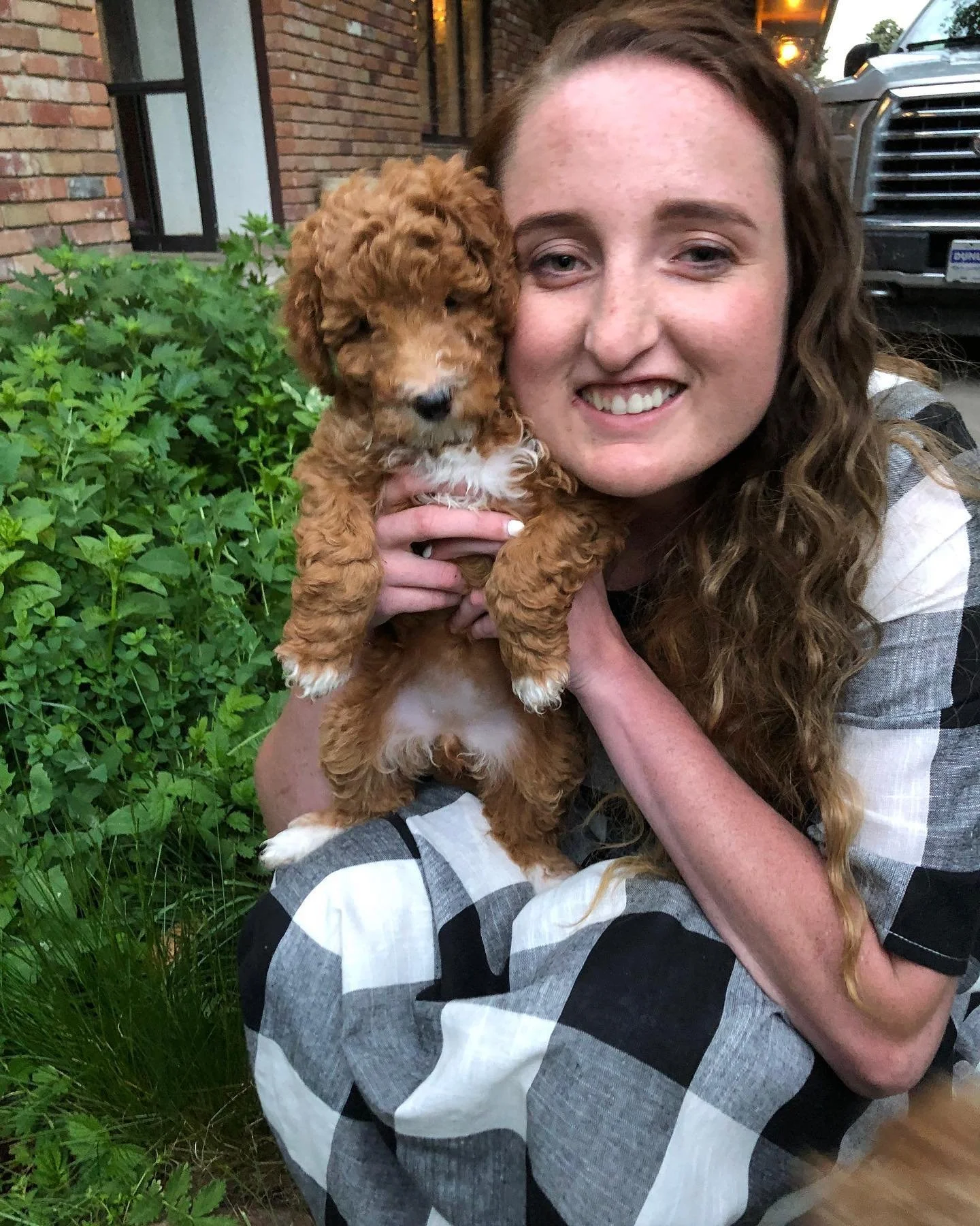 full grown mini goldendoodle