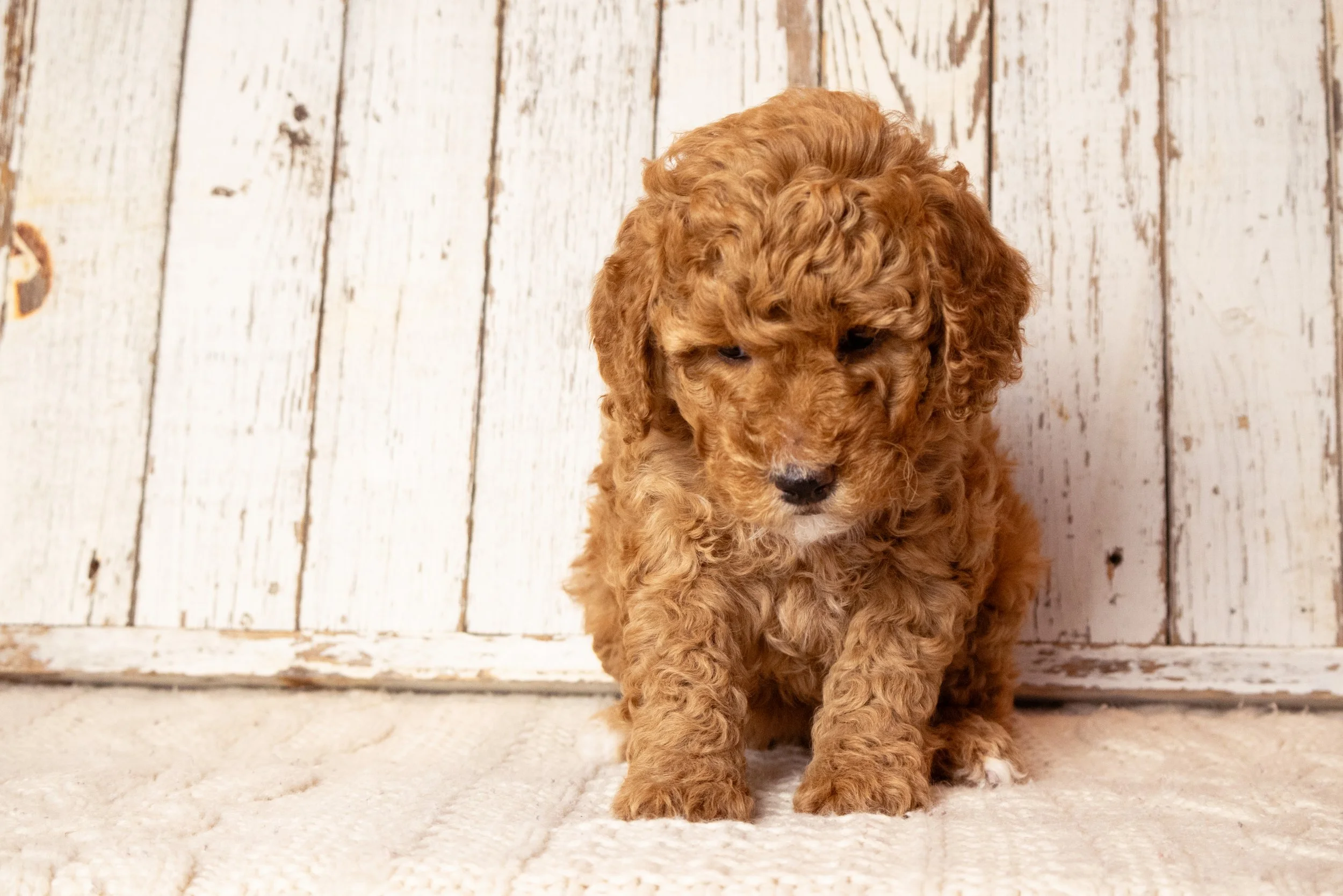 Miniature Goldendoodle