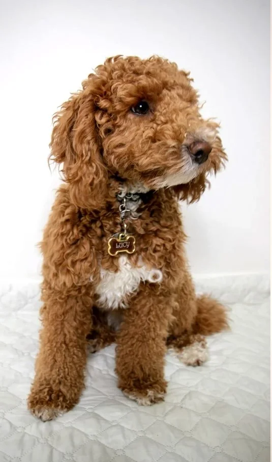 goldendoodle puppies for sale