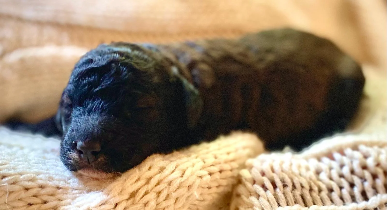 mini goldendoodle for sale