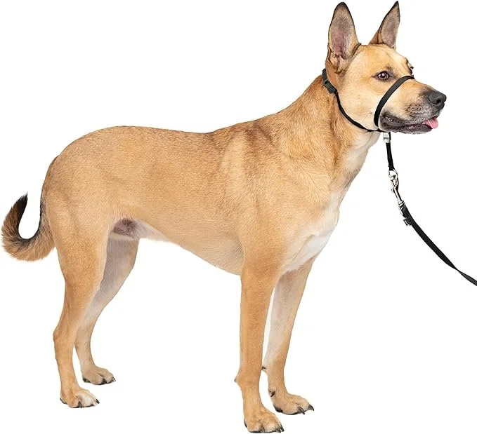 Premier Gentle Leader Head Dog Collar