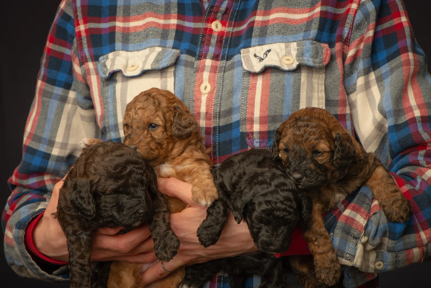 Reputable Poodles/Doodles Dog Breeder Cardston for Sale | Premier ...