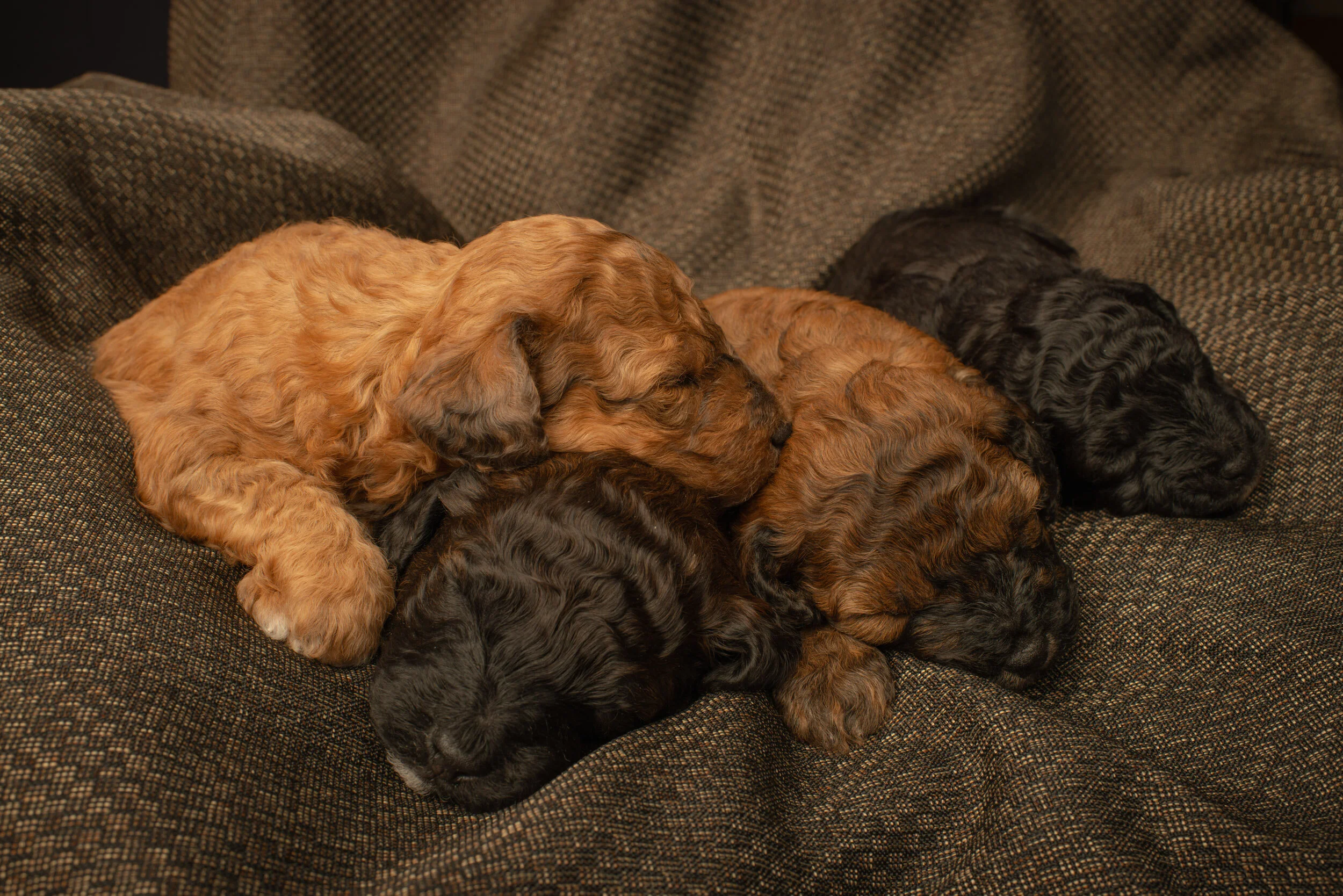 Meet the Parents | Find Your Perfect Poodle — Red Bred