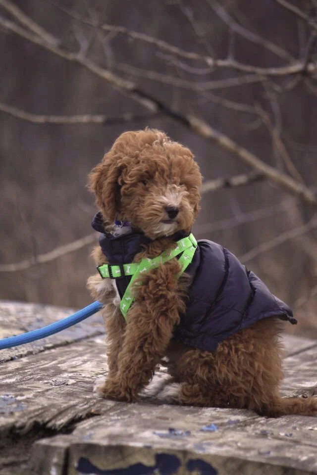 Charlie“For me he is still the perfect puppy ever.”