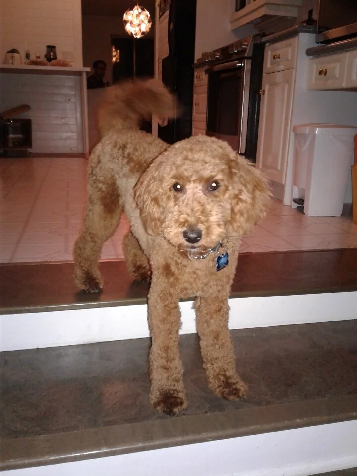 Scout“He is a smart little boy and likes to play. We enrolled him in puppy class almost right away. He was a little shy at first but then he opened up to a few other puppies. He is definitely selective about who he plays with, but has proved to get …
