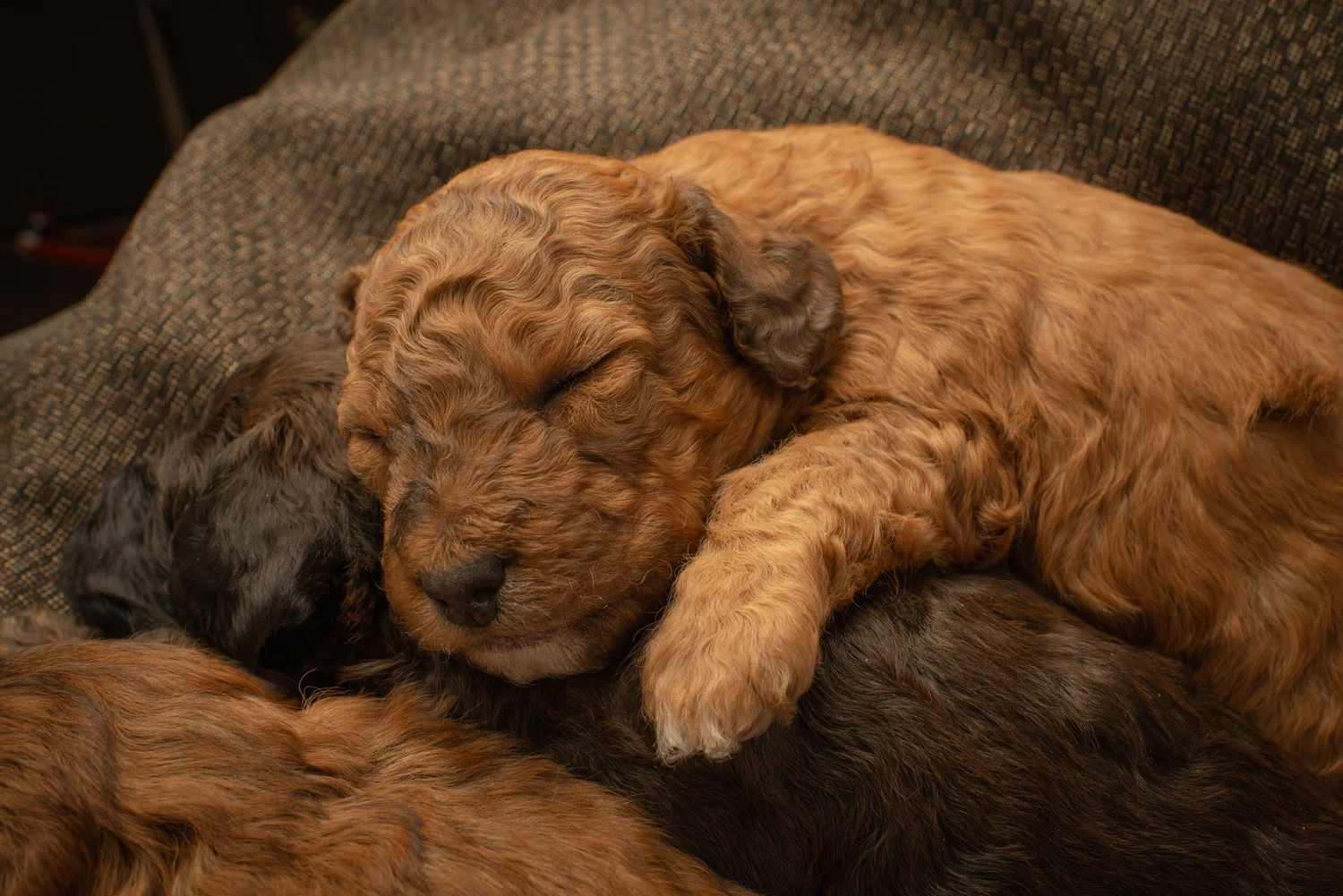 Reputable Poodles/Doodles Dog Breeder Cardston for Sale | Premier ...