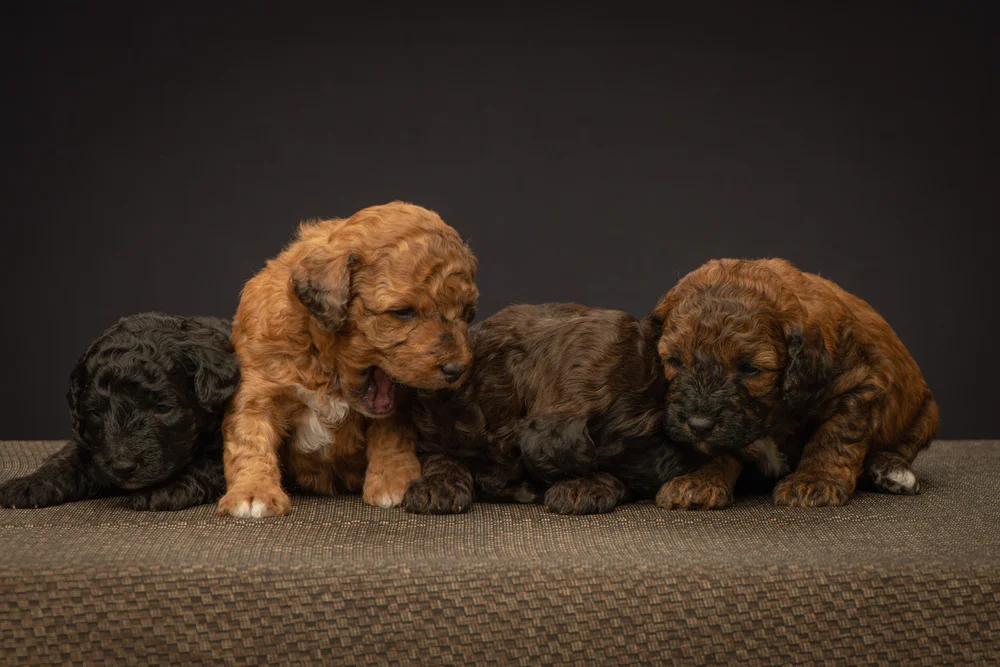 Golden Goldendoodle Puppies for Sale — Red Bred