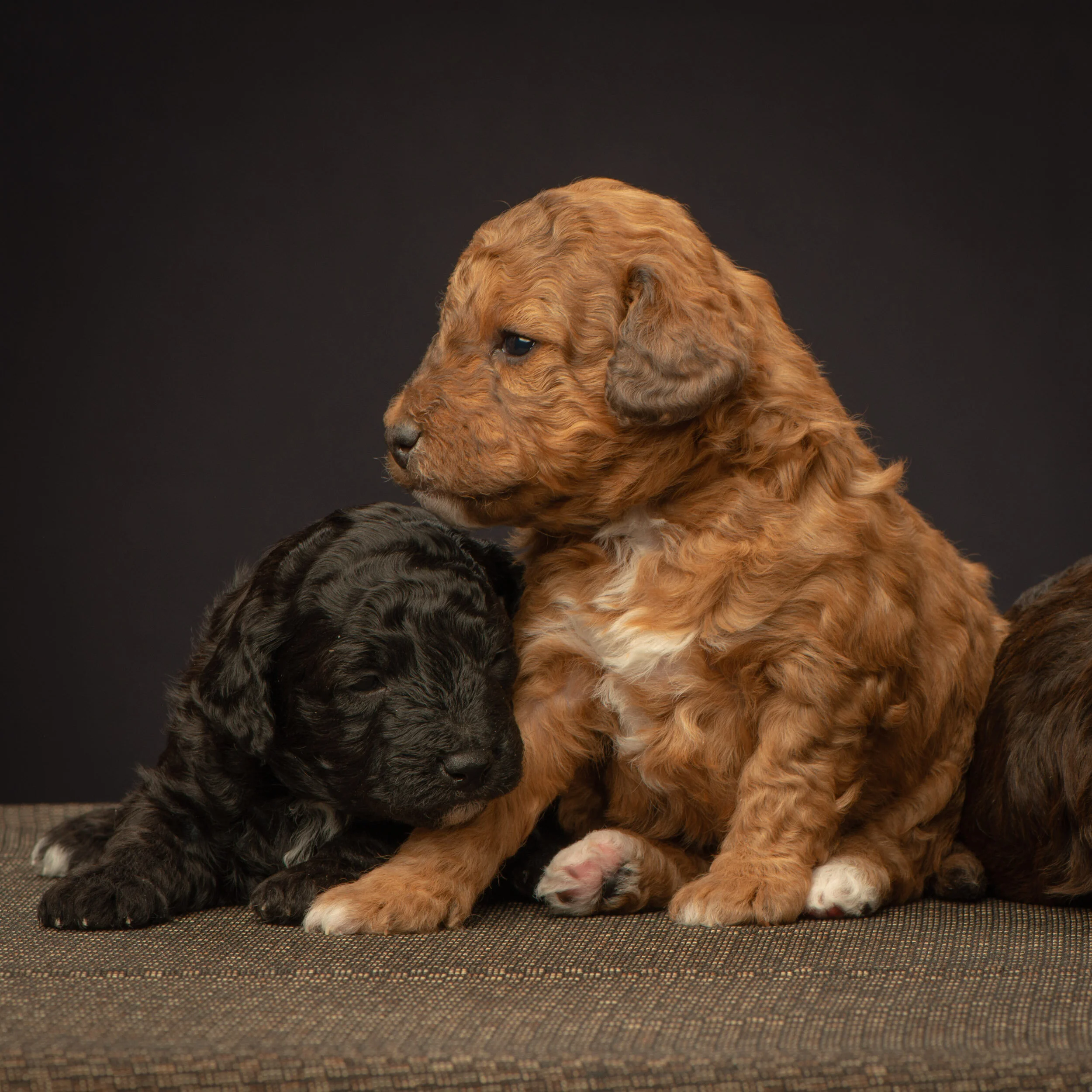 Puppy Application Form — Red Bred