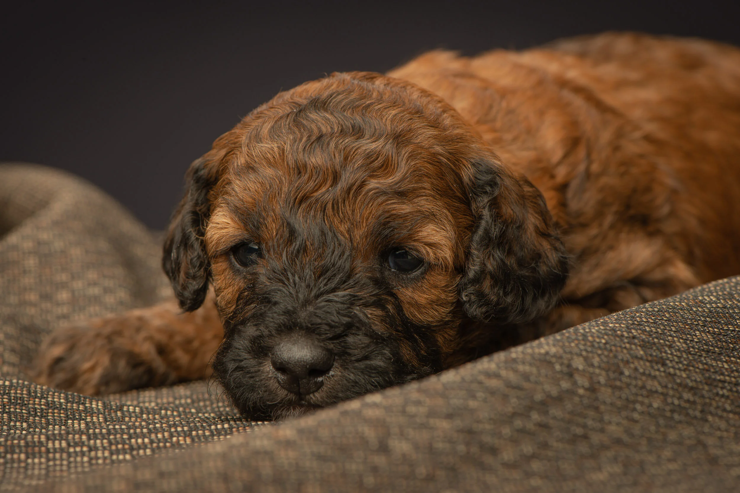 Home of Doodles & Poodles Puppies- Guardian Home Opportunity — Red Bred