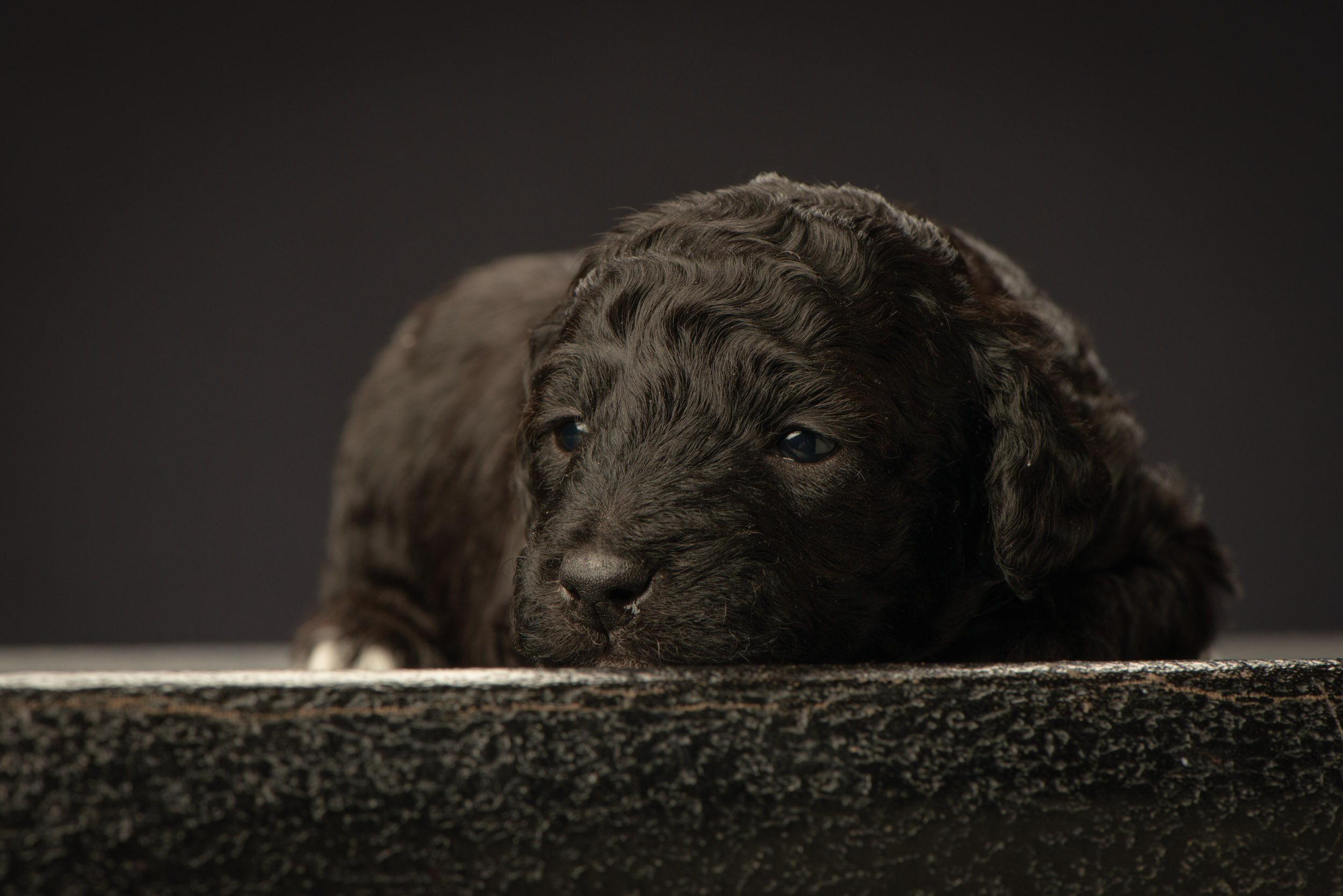 Contact | Connect Today – Reserve Your Puppy — Red Bred