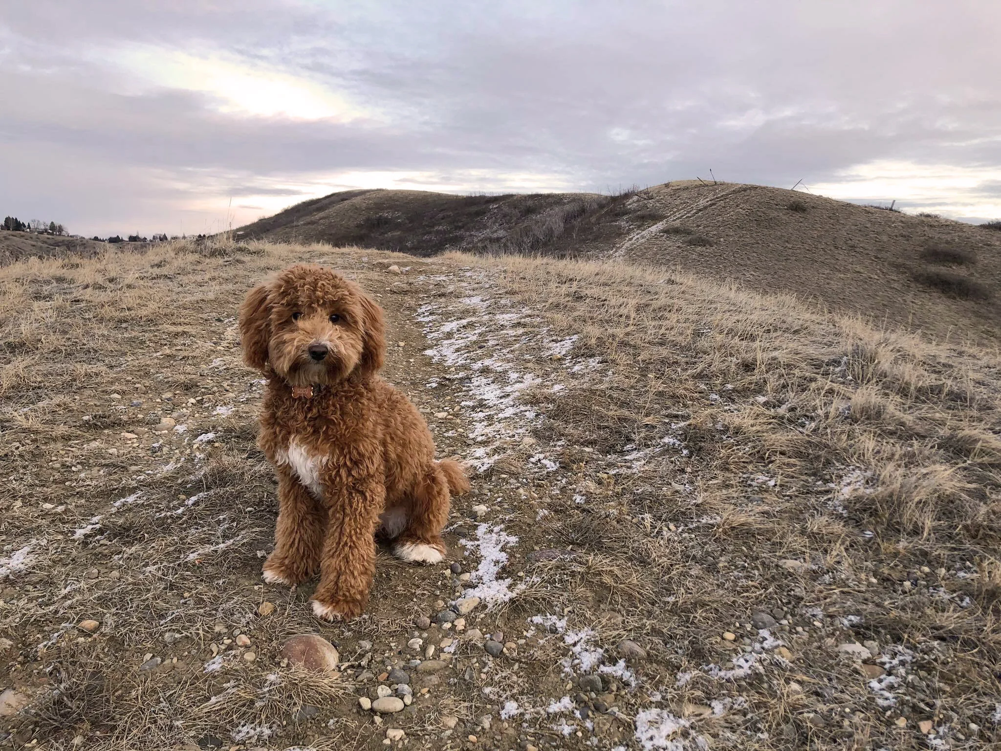 golden goldendoodle puppies