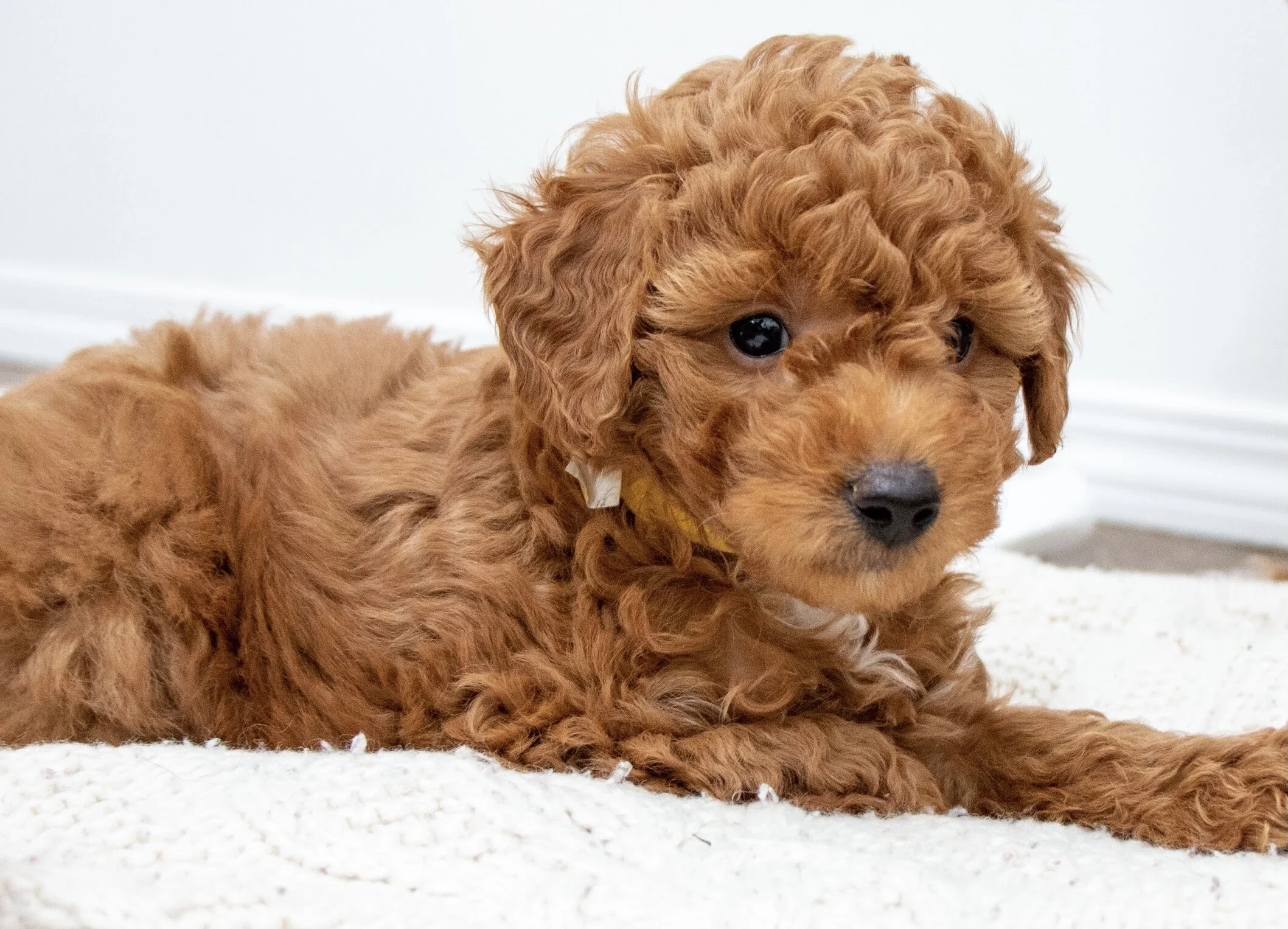 Goldendoodles for families
