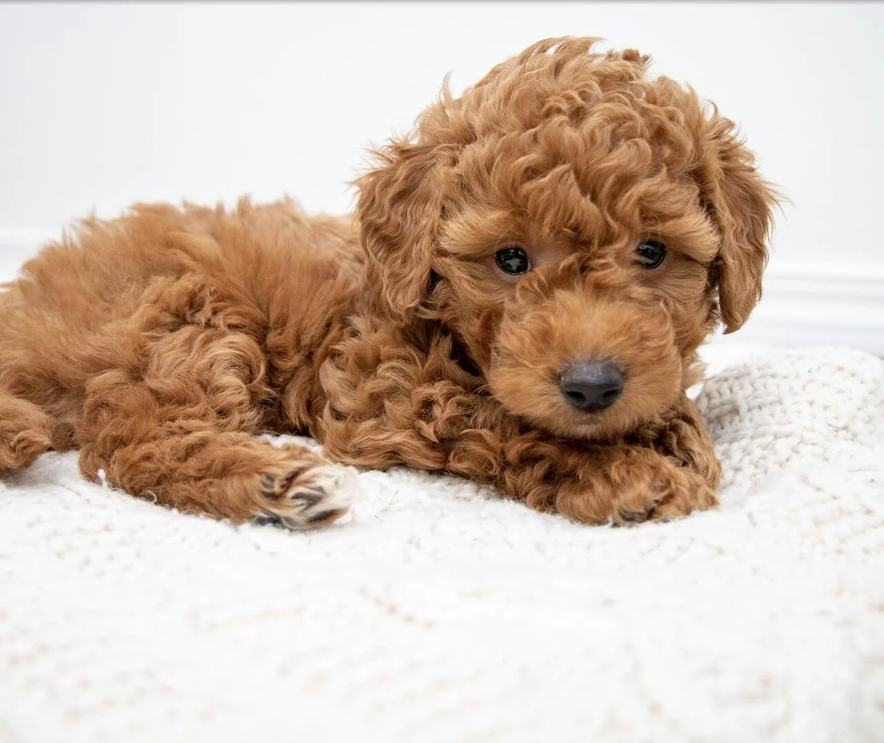 Miniature Goldendoodles