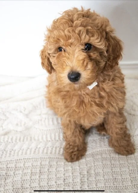 goldendoodle