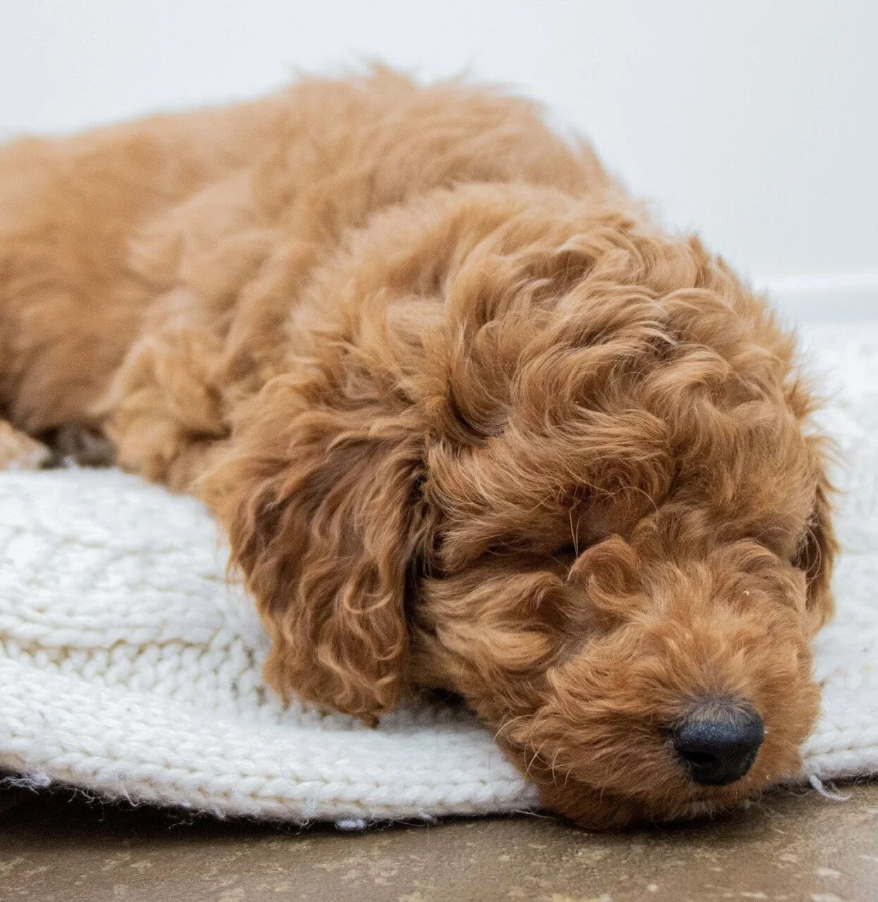 Mini Goldendoodle puppy Okotoks