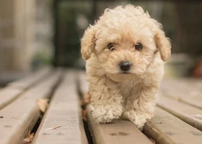 How Much Exercise Does a Full-Grown Mini Goldendoodle Need?