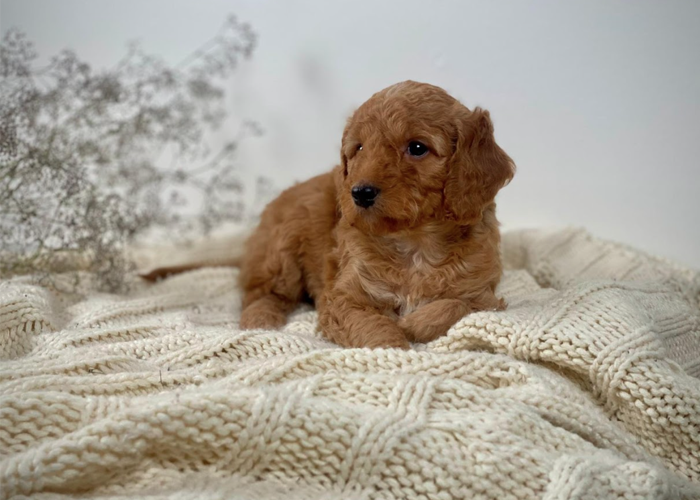 How do you choose the best Mini Goldendoodle puppy in Fort McMurray for your home?