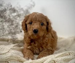 How We Raise Healthy, Happy Mini Goldendoodles at Redbred