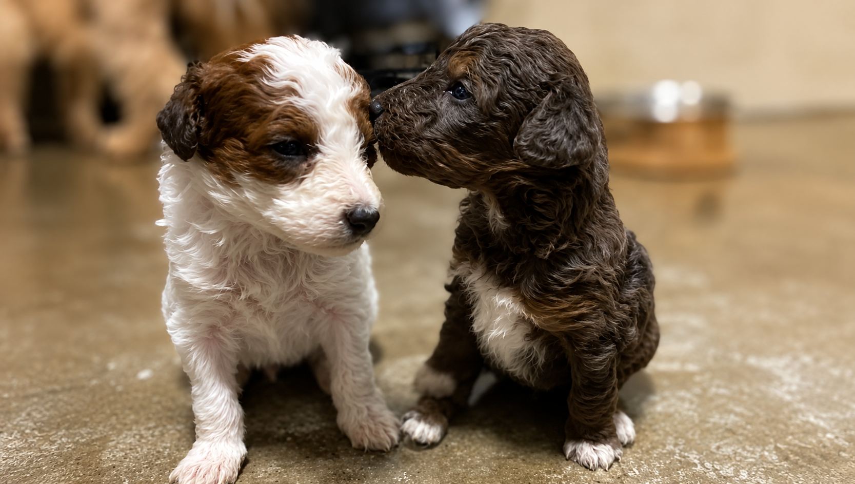 What Makes a Boutique Breeder in Alberta the Right Choice for Your Next Goldendoodle?