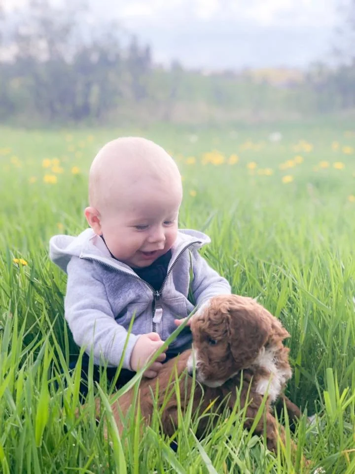 mini goldendoodle puppy