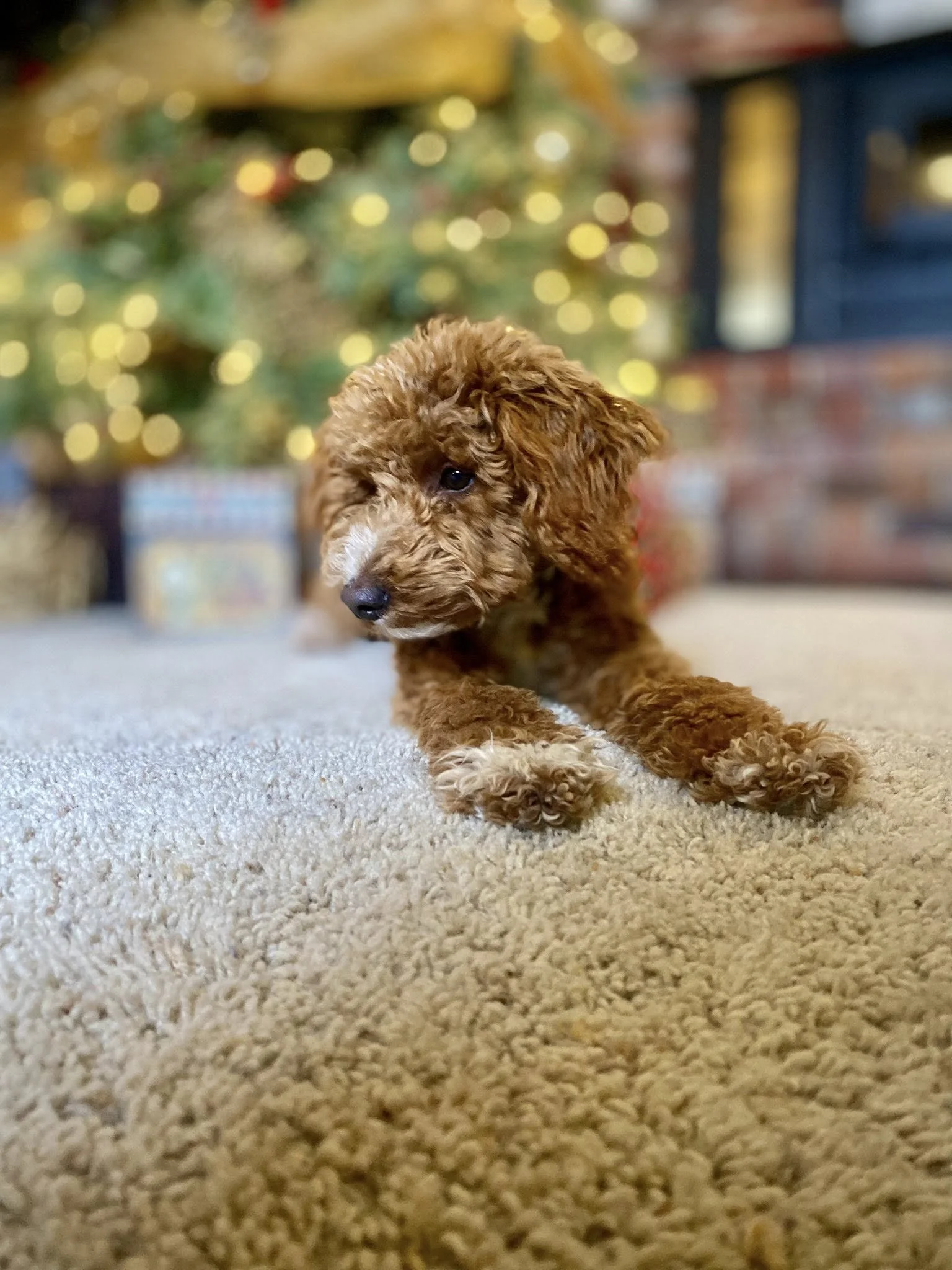 Miniature Goldendoodle puppy in Sterling