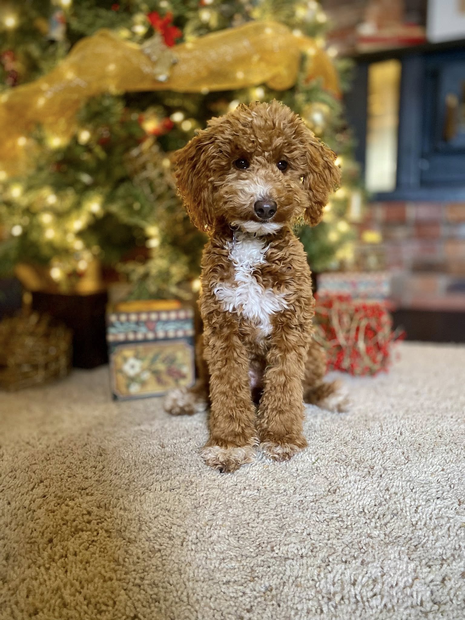 Miniature Goldendoodle puppy in Hill Spring