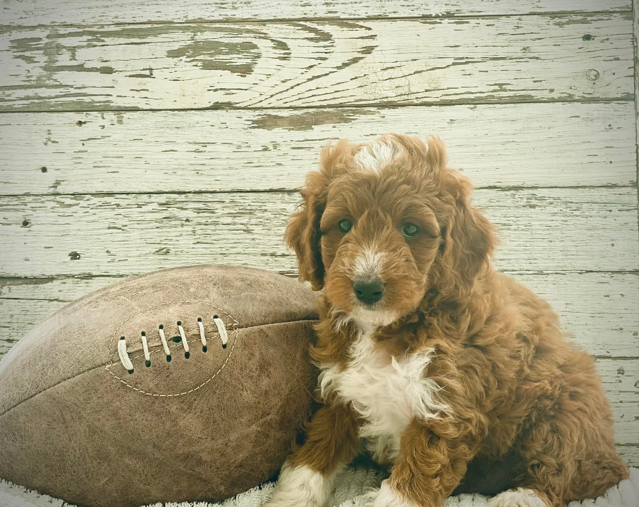 goldendoodle puppy in Fort McLeod