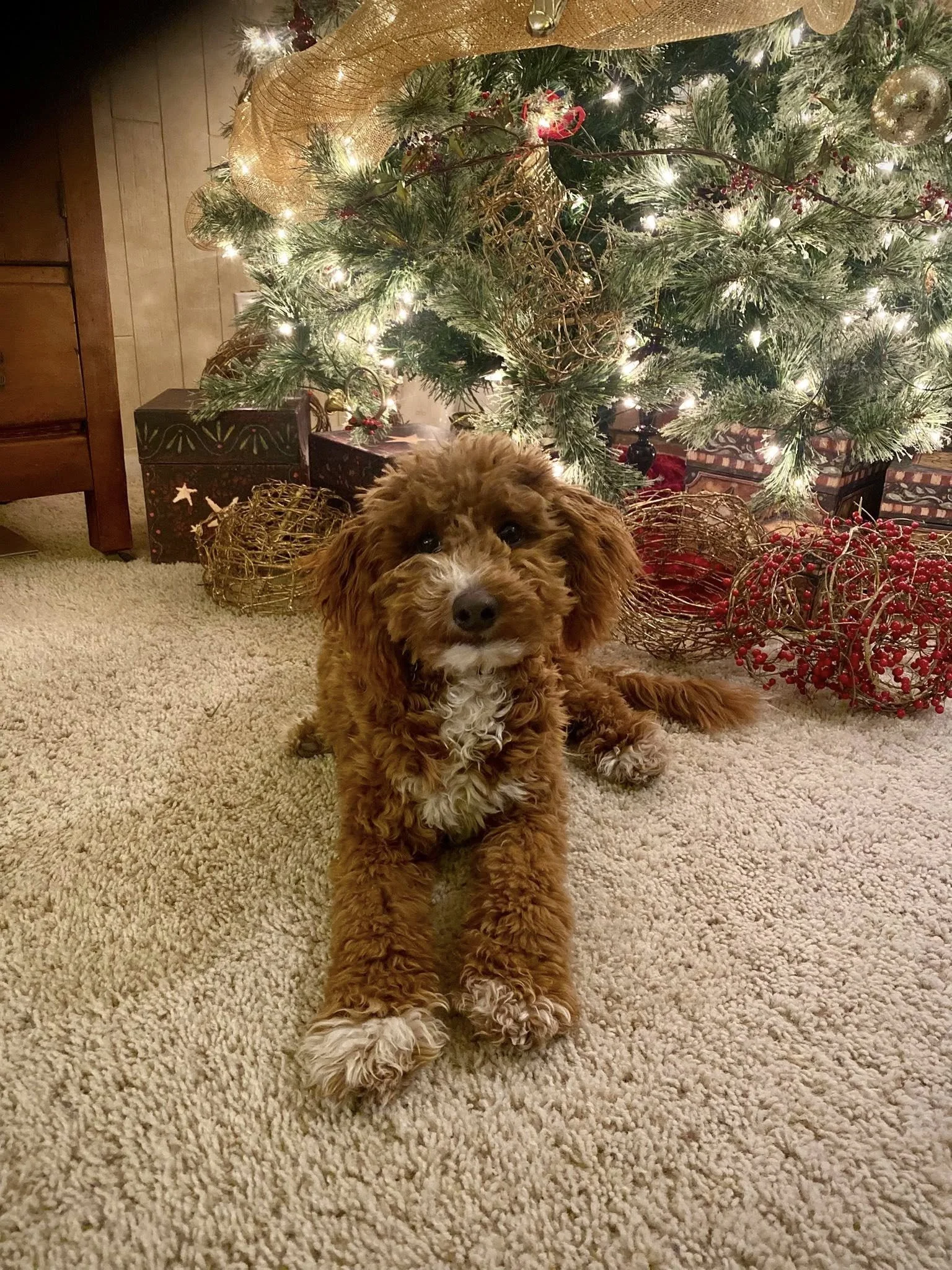 goldendoodle puppy in Lethbridge
