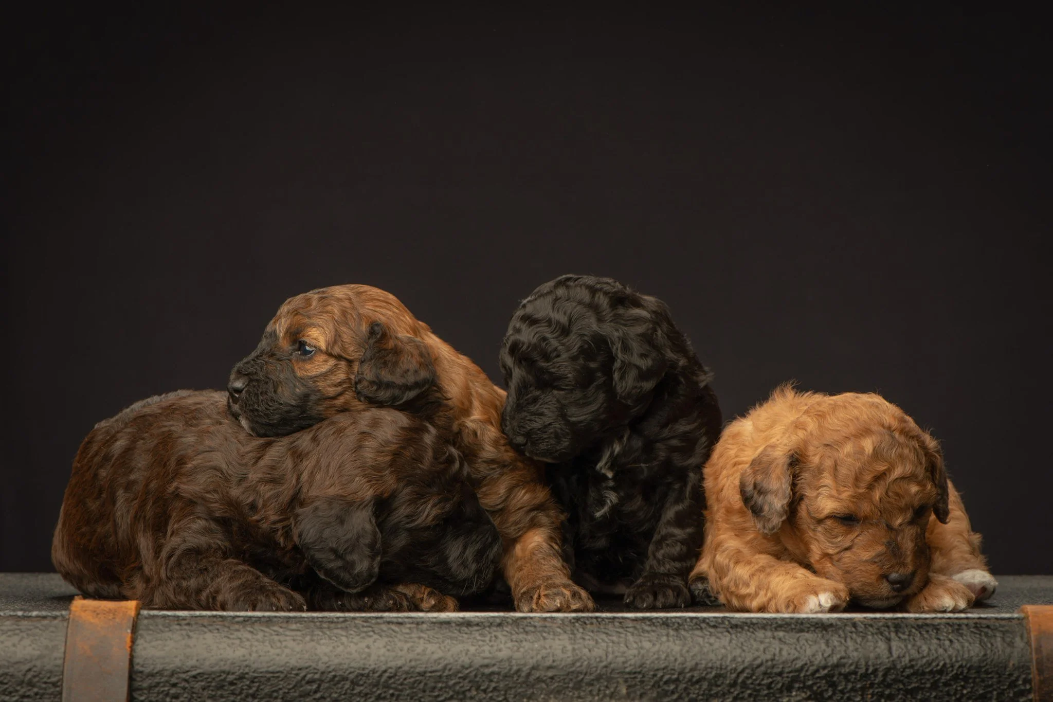 mini goldendoodle puppie