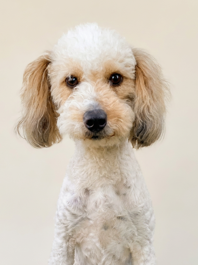 doodle puppies for sale