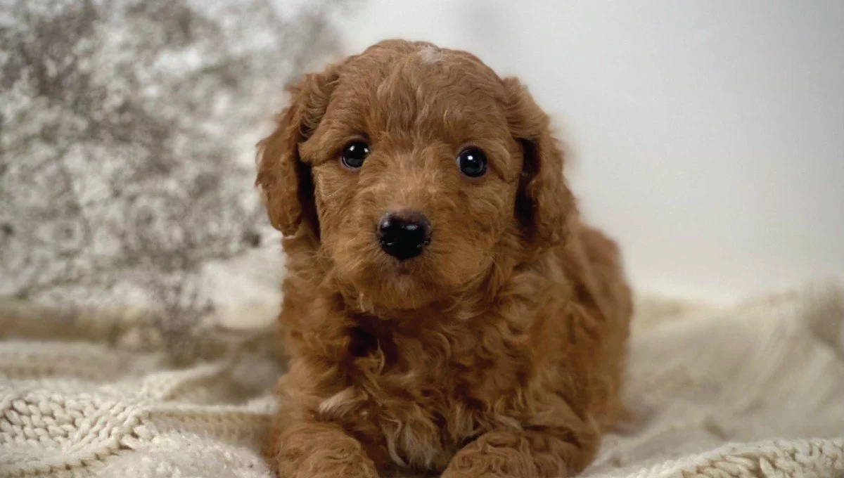 goldendoodle puppies for sale