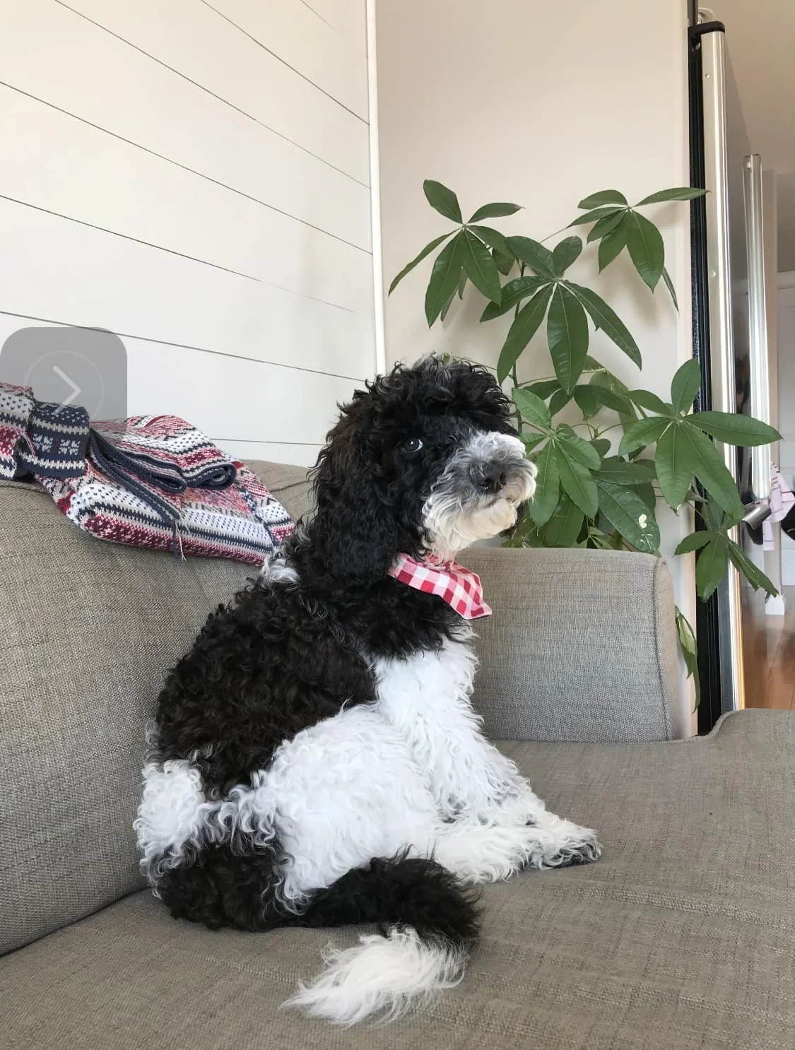 Family-friendly Goldendoodles Calgary
