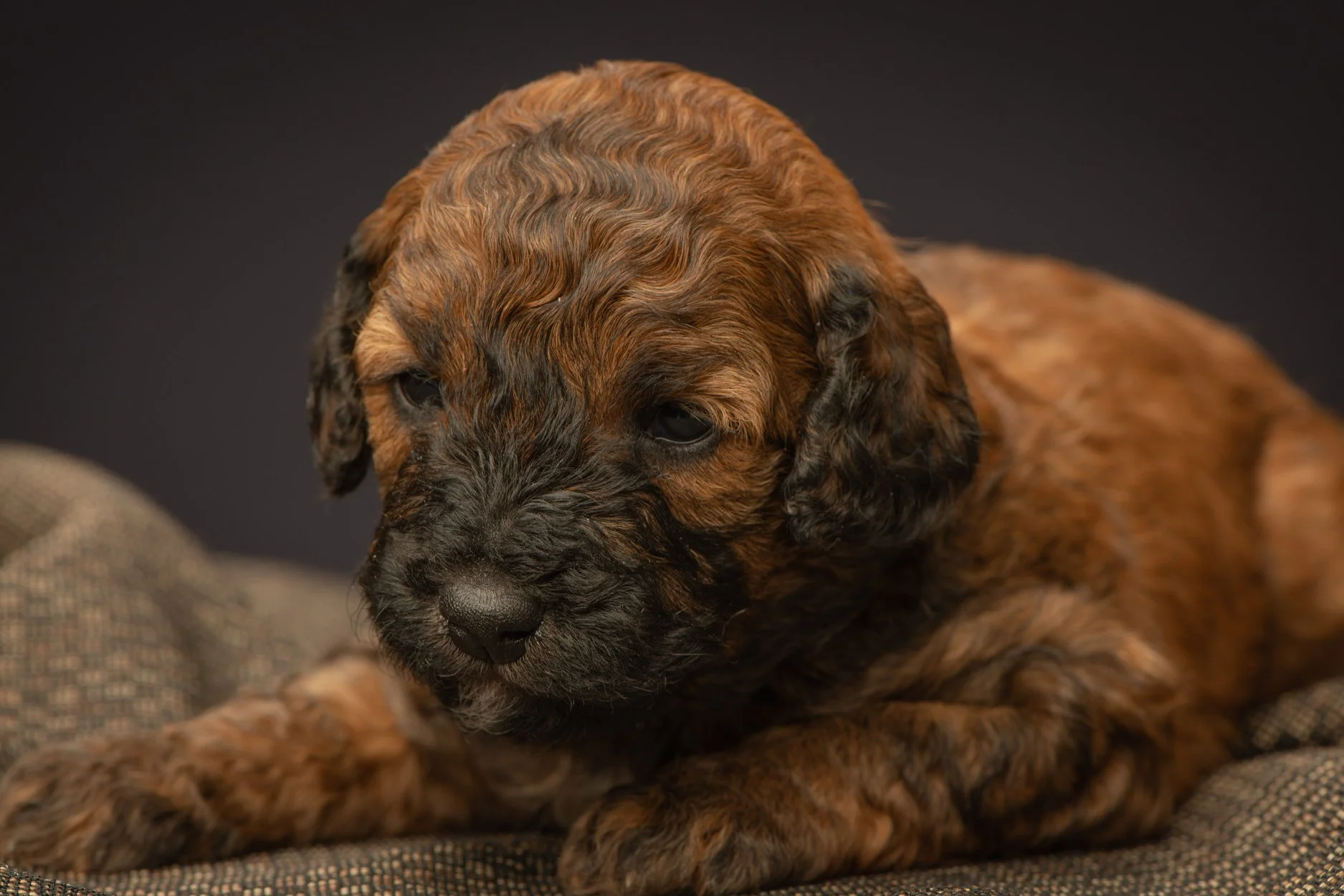 Miniature Goldendoodle puppy in Colehurst