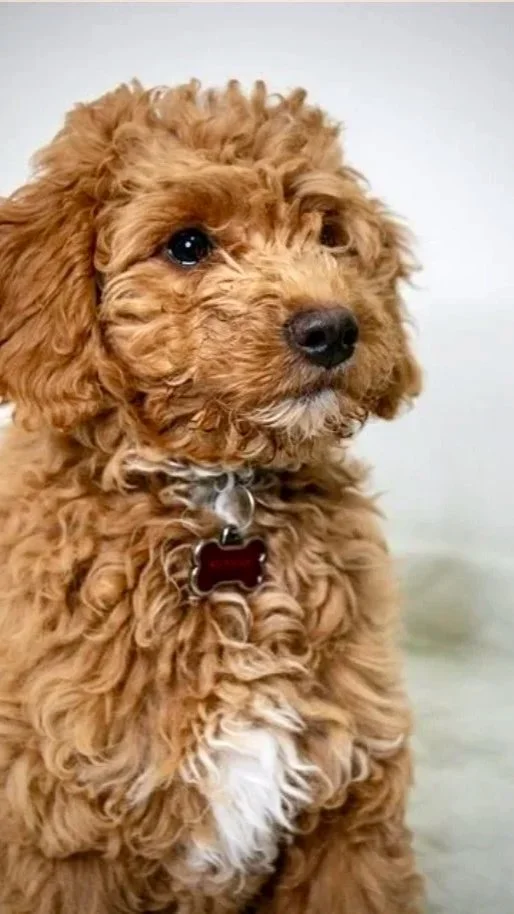 goldendoodle puppies