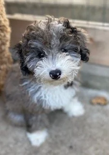 mini goldendoodle for sale
