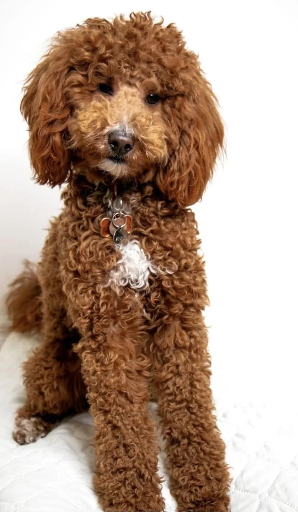 Miniature Goldendoodle puppy in Coaldale