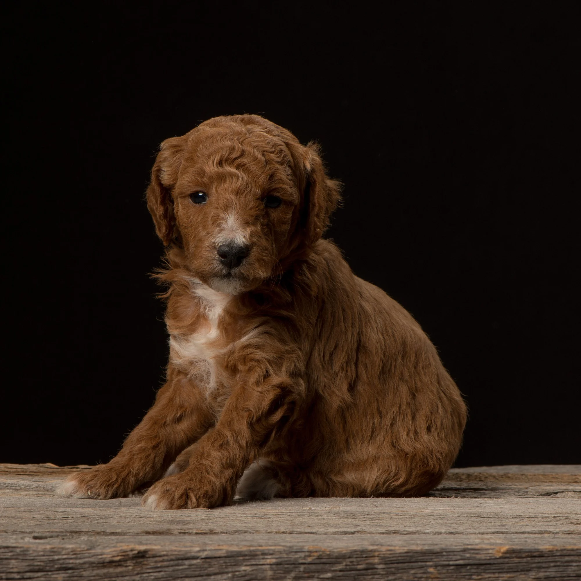 Miniature Goldendoodle puppy