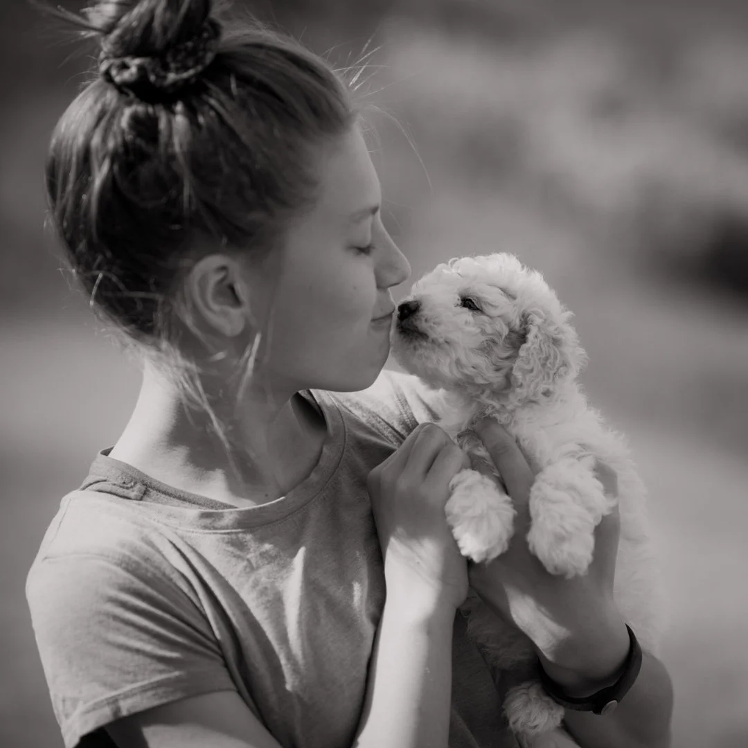 golden goldendoodle puppies