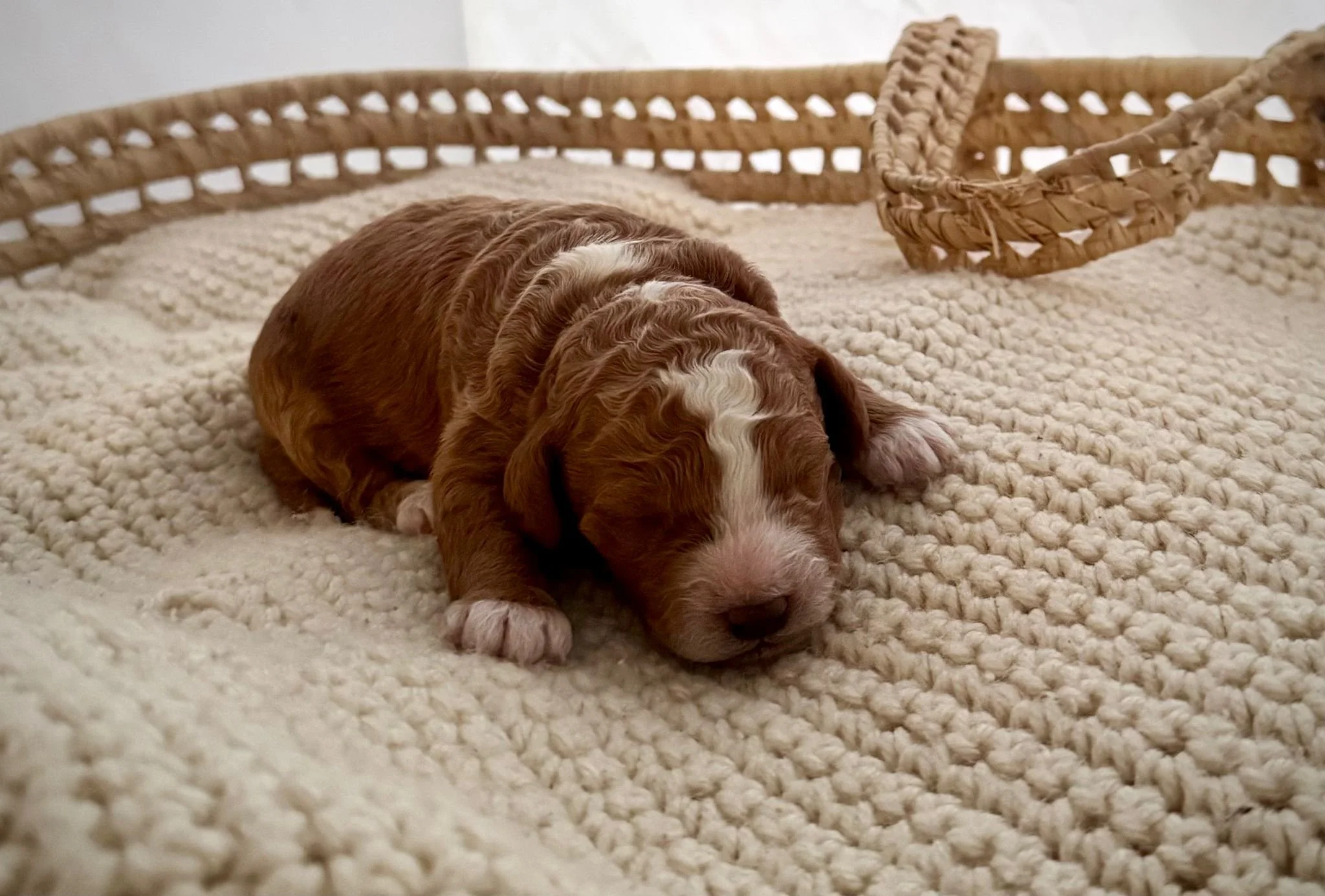 doodle puppies for sale